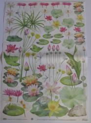 Decoupage papier-50x70cm- Vodn kvety