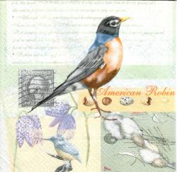 American Robin