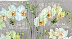 Orchidee